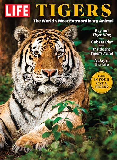 LIFE: Tigers Magazine