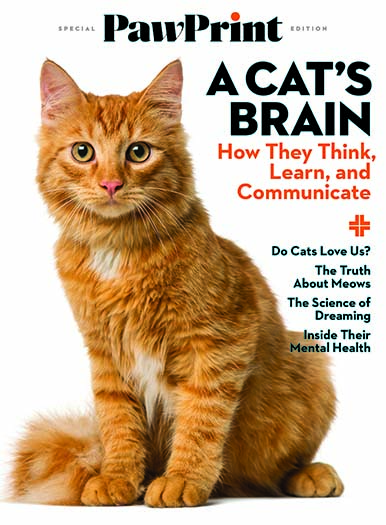 PawPrint: A Cat's Brain
